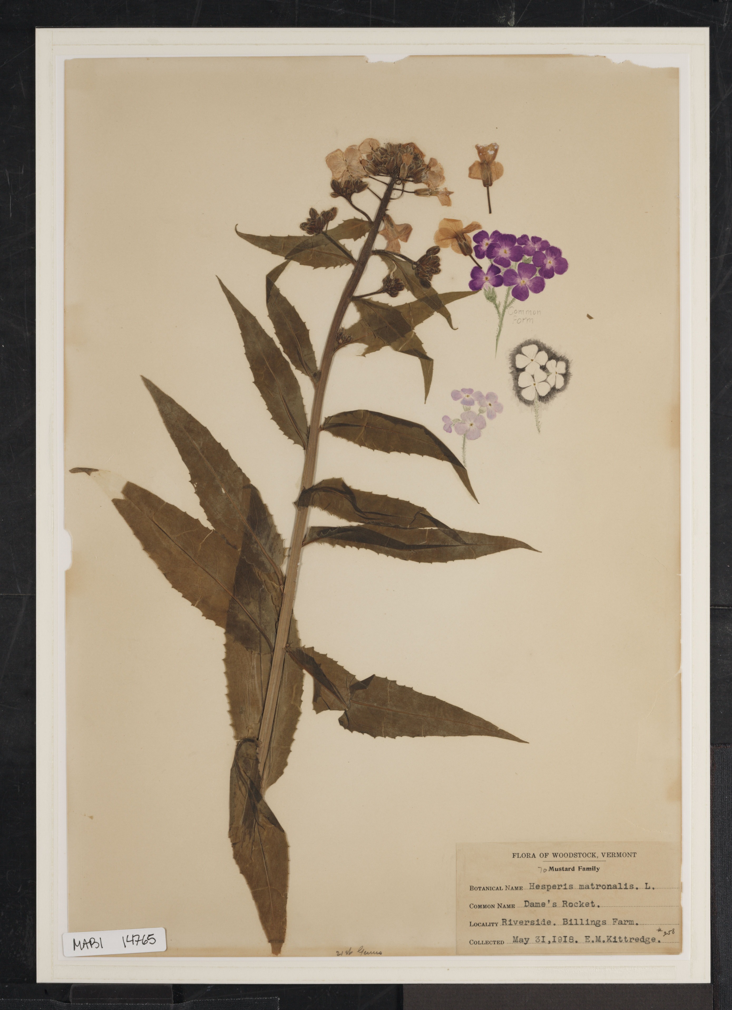 Preserved biological specimen on paper.