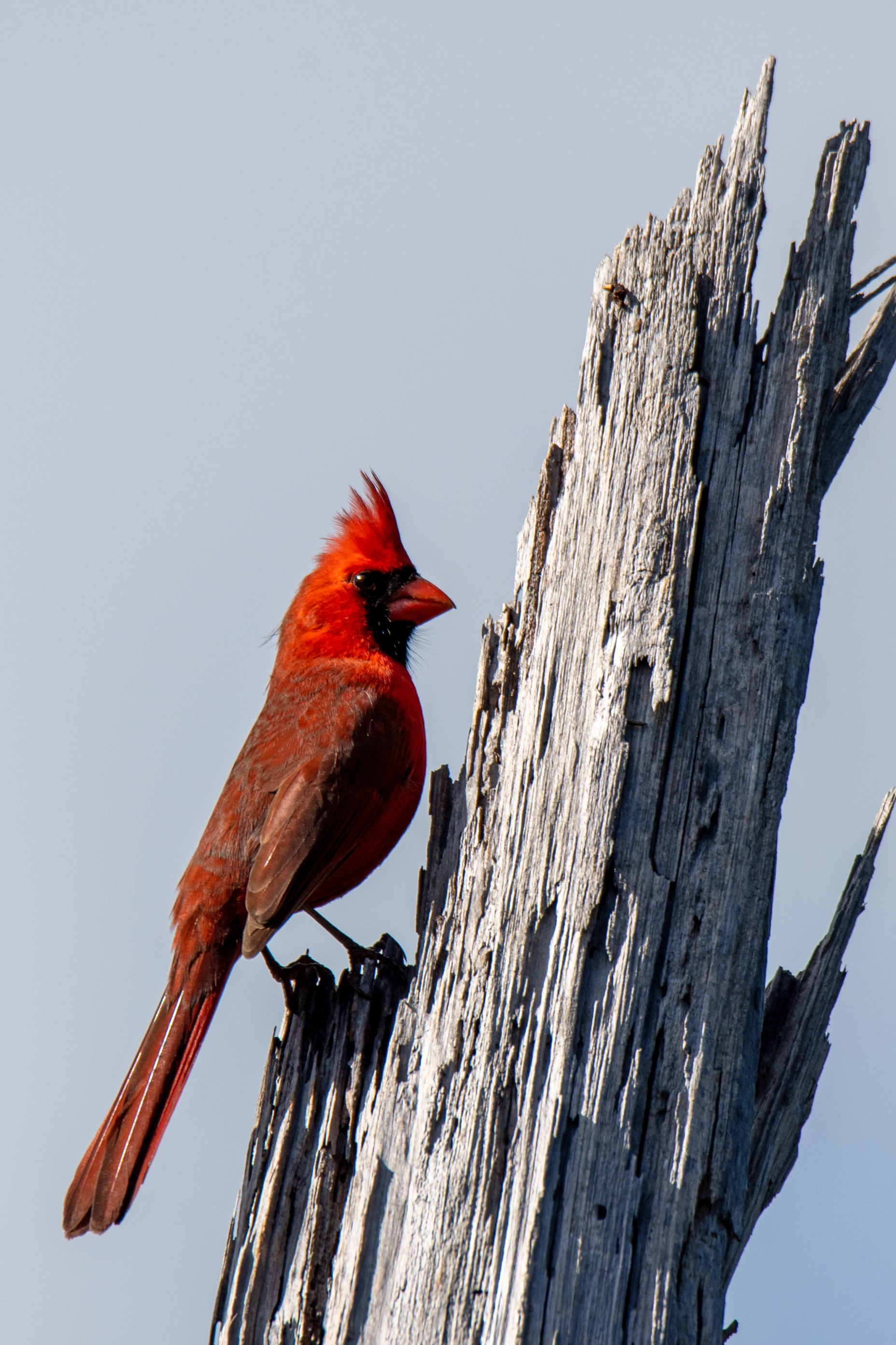 A bright red cardinal is perched on a log.