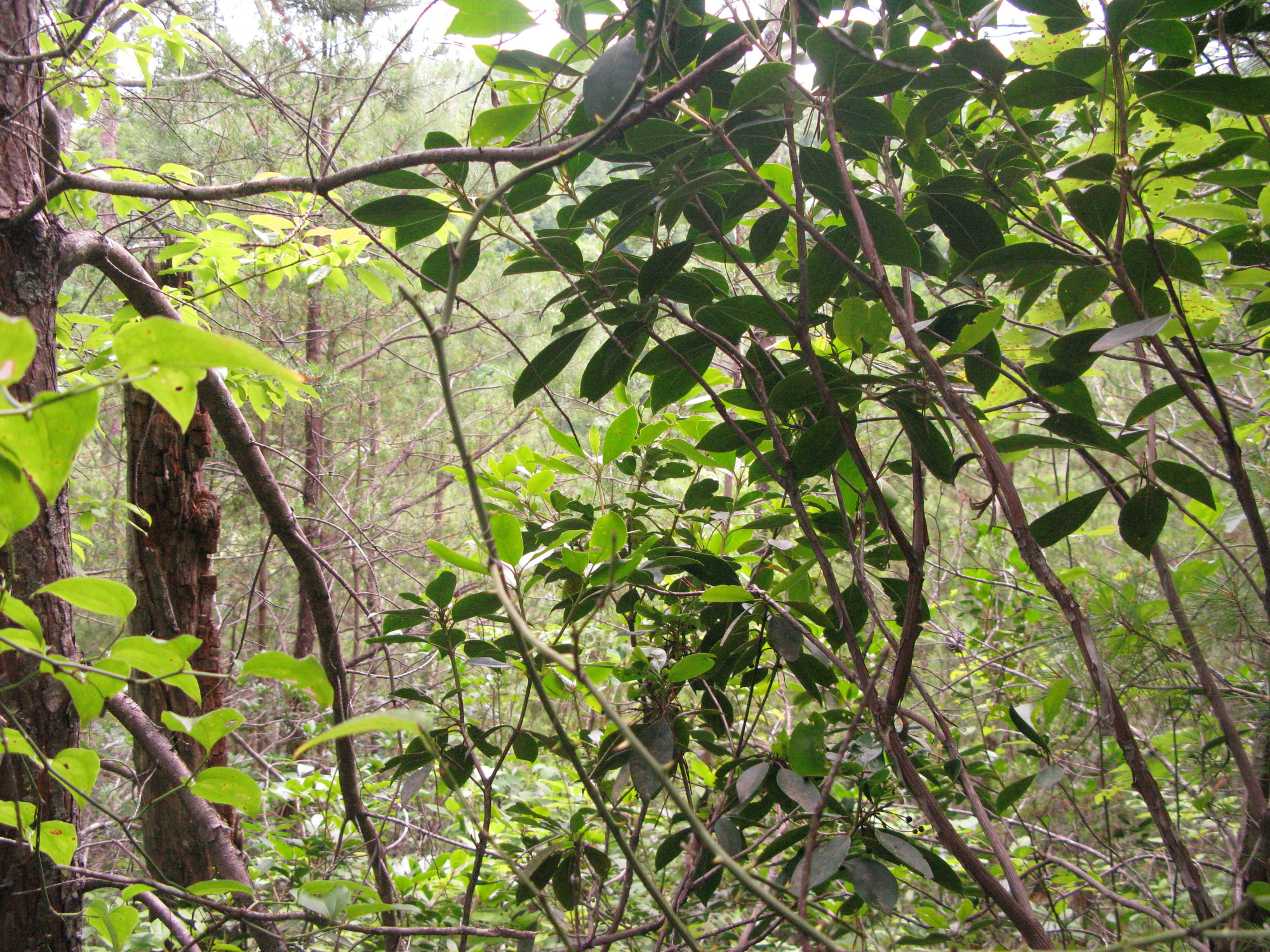 GRSM Accuracy Assessment. Plot Code: GRSM_AA_0032_5