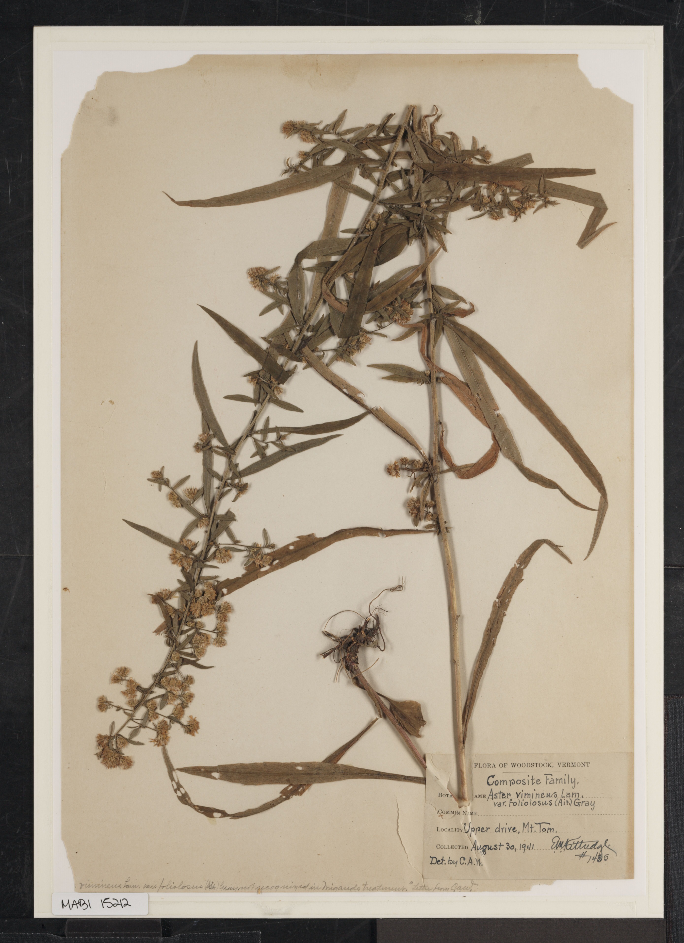 Preserved biological specimen on paper.