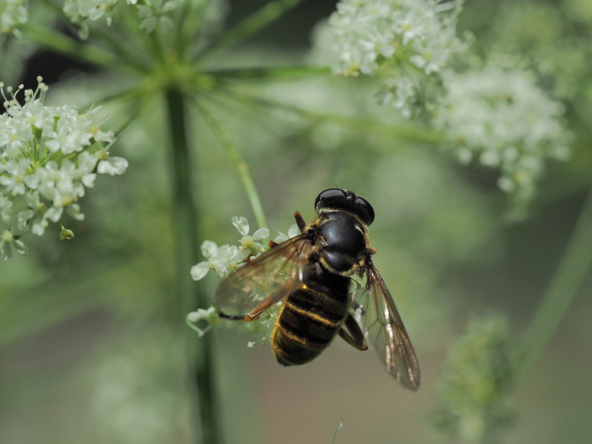 a flower fly on a white flower