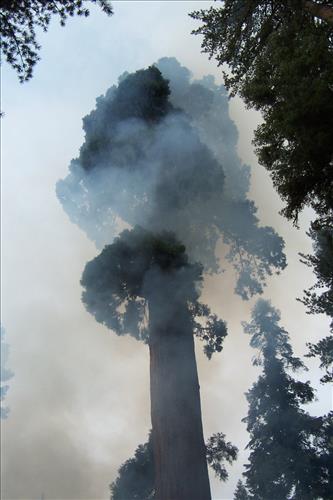 Redwood wildfire, Sequoia and Kings Canyon National Parks, October 2002