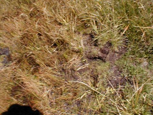 Meadow impacts from stock use at Lower Rock Creek Crossing, Sequoia and Kings Canyon National Park