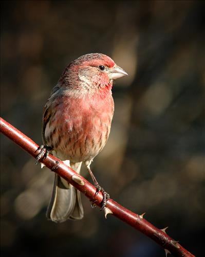 House finch and American goldfinch in Cuyahoga Valley National Park