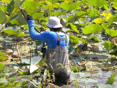 Youth Intern Program Horticultural Interns at Kenilworth Aquatic Gardens