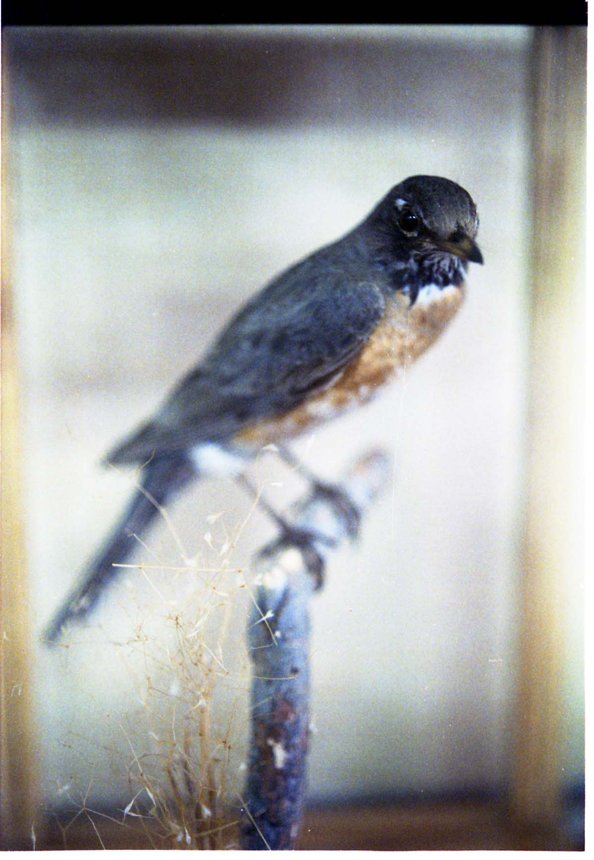 Color Photos of stuffed animals in the old visitor center exhibits.