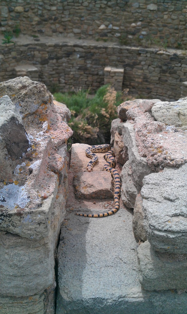 Bull snake, courtesy of Shawn Liberatore