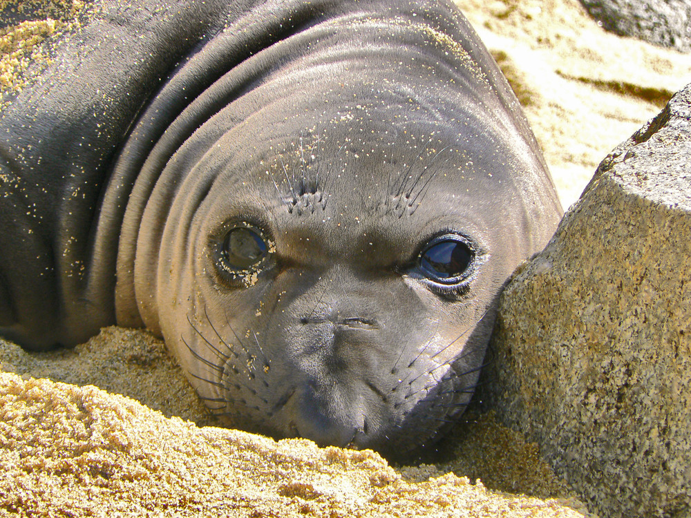 Face of a plump, weaned elephant seal pup