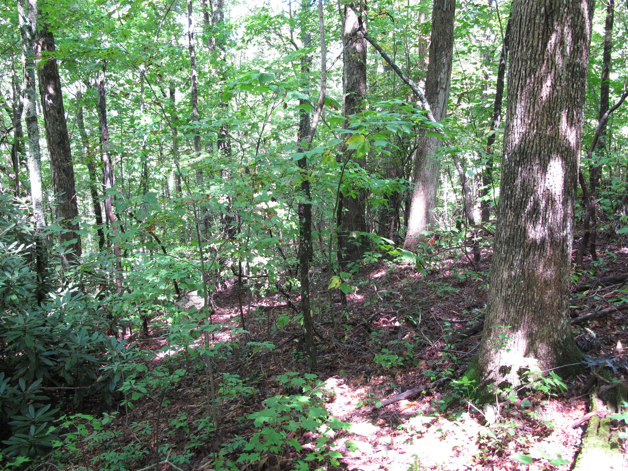 GRSM Accuracy Assessment. Plot Code: GRSM_AA_0514_2