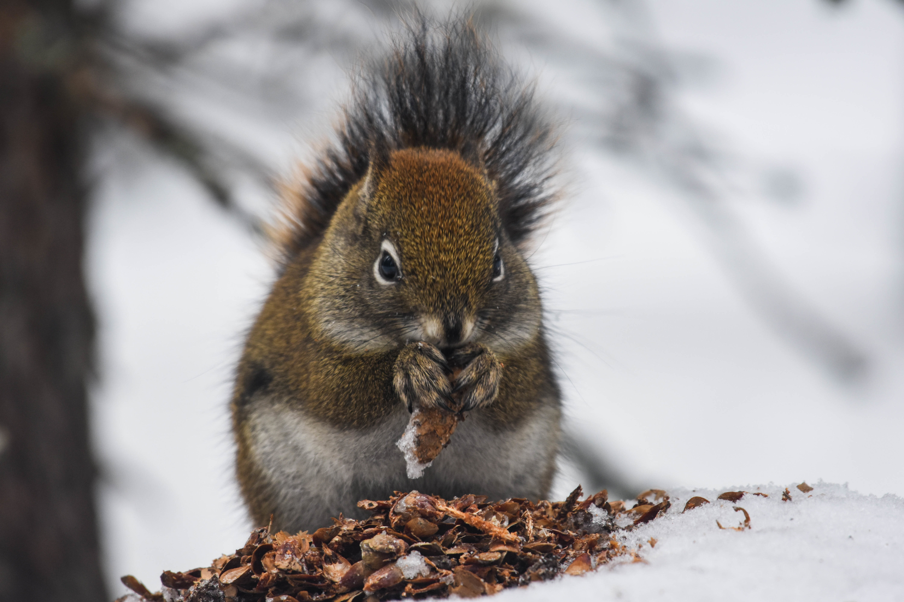 A red squirrel chewing through spruce cones in the snow.