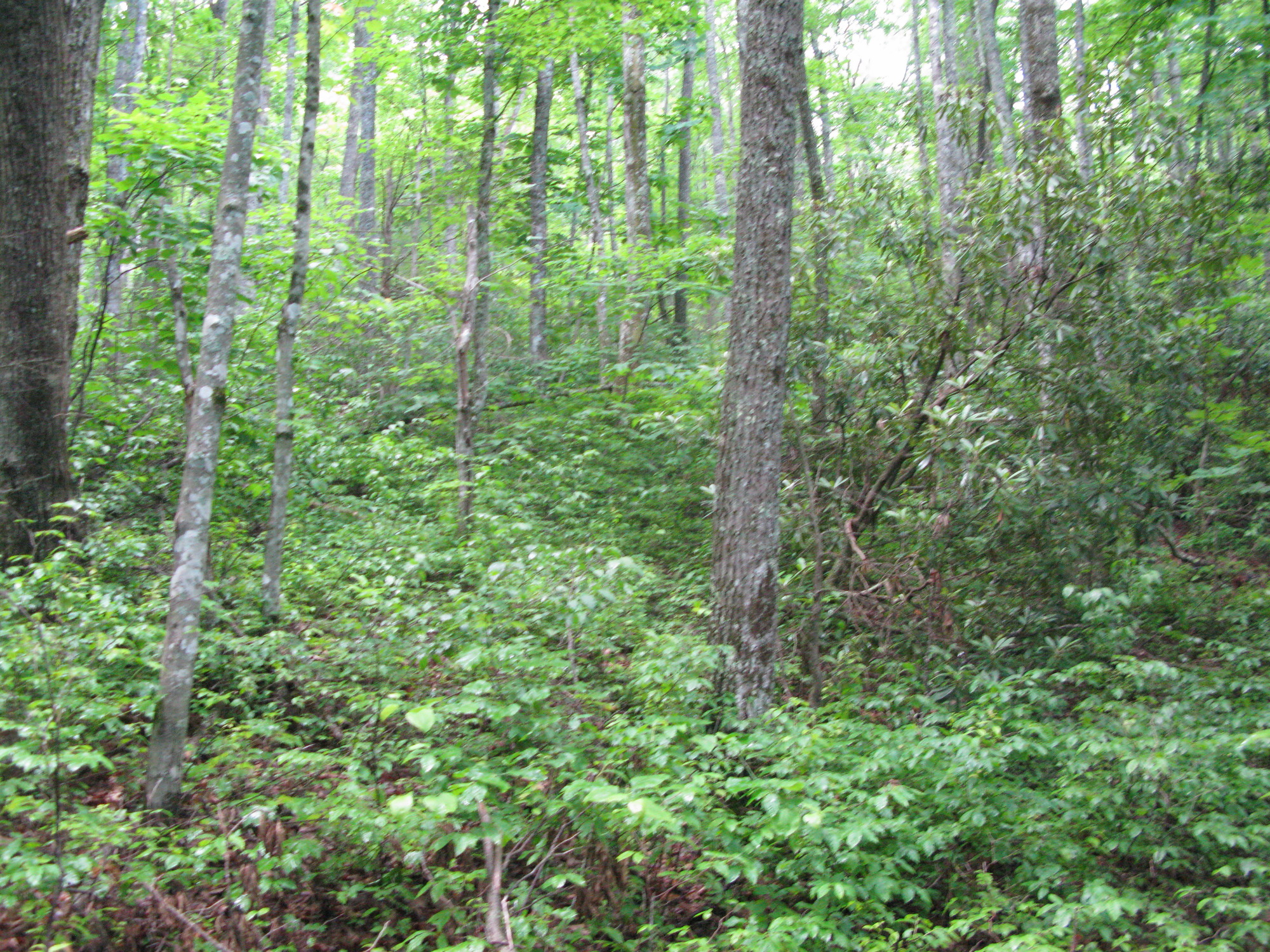 GRSM Accuracy Assessment. Plot Code: GRSM_AA_0442