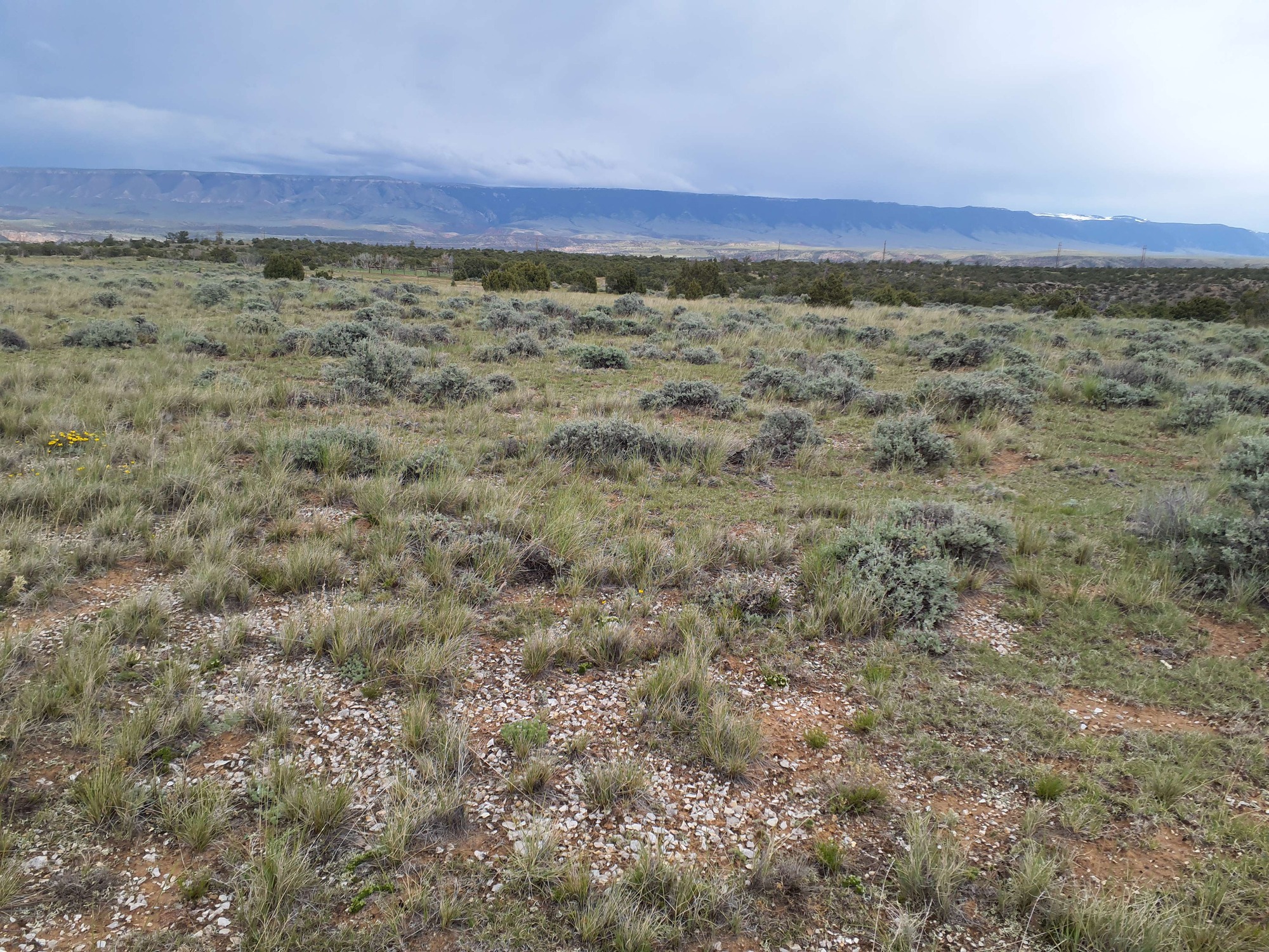 Photo of the landscape and upland vegetation in Bighorn Canyon National Recreation Area.