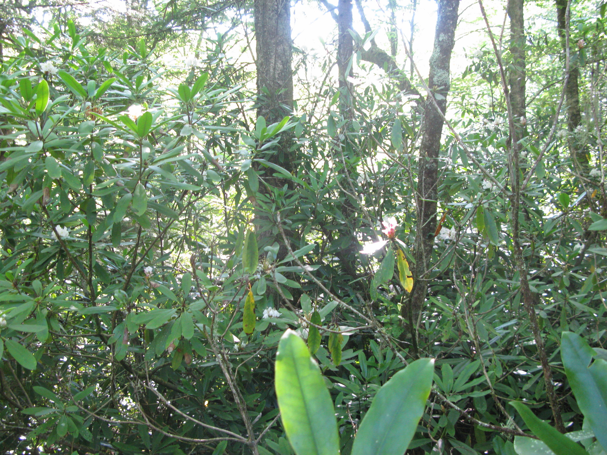 GRSM Accuracy Assessment. Plot Code: GRSM_AA_0003_3