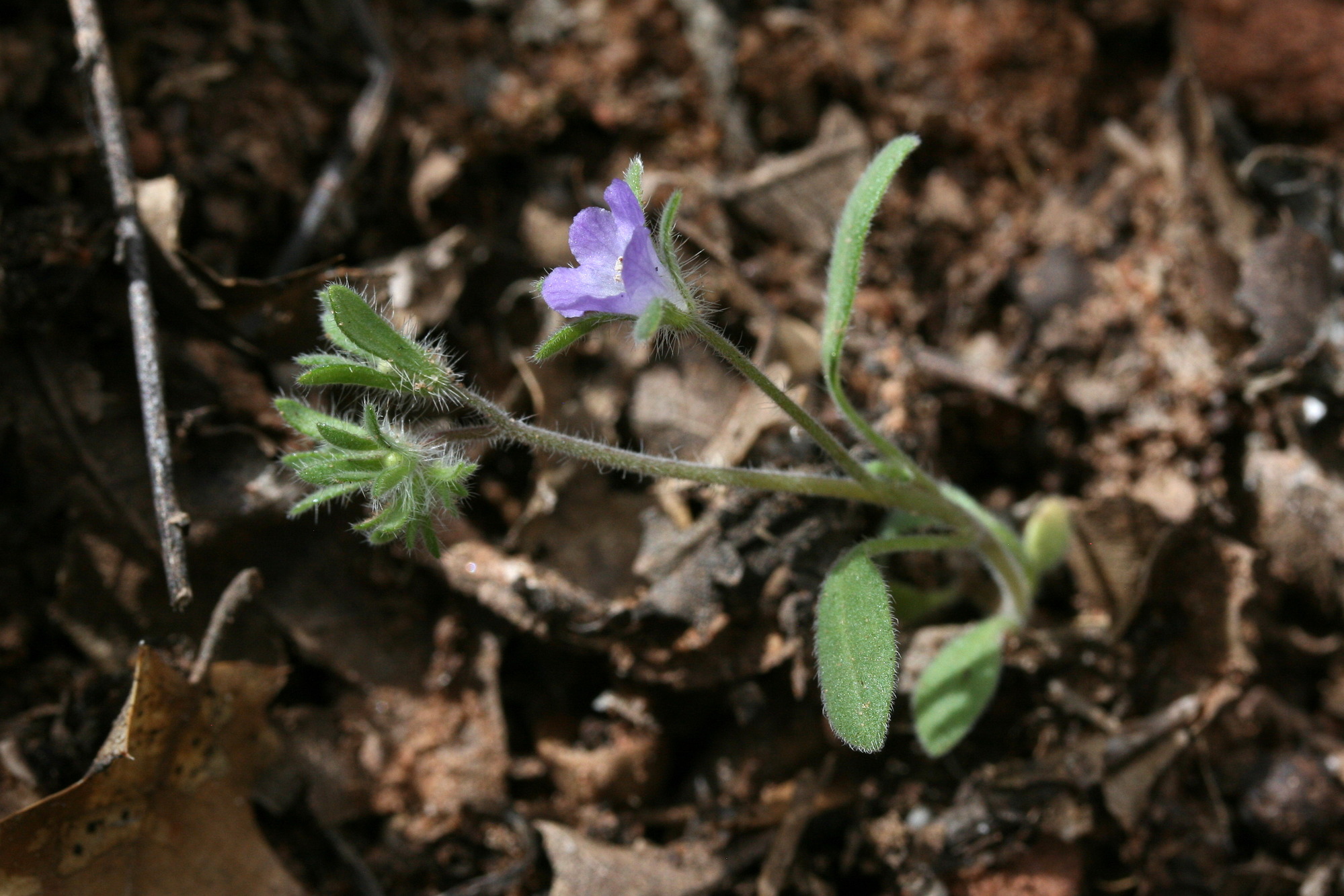 Phacelia curvipes, Washoe phacelia