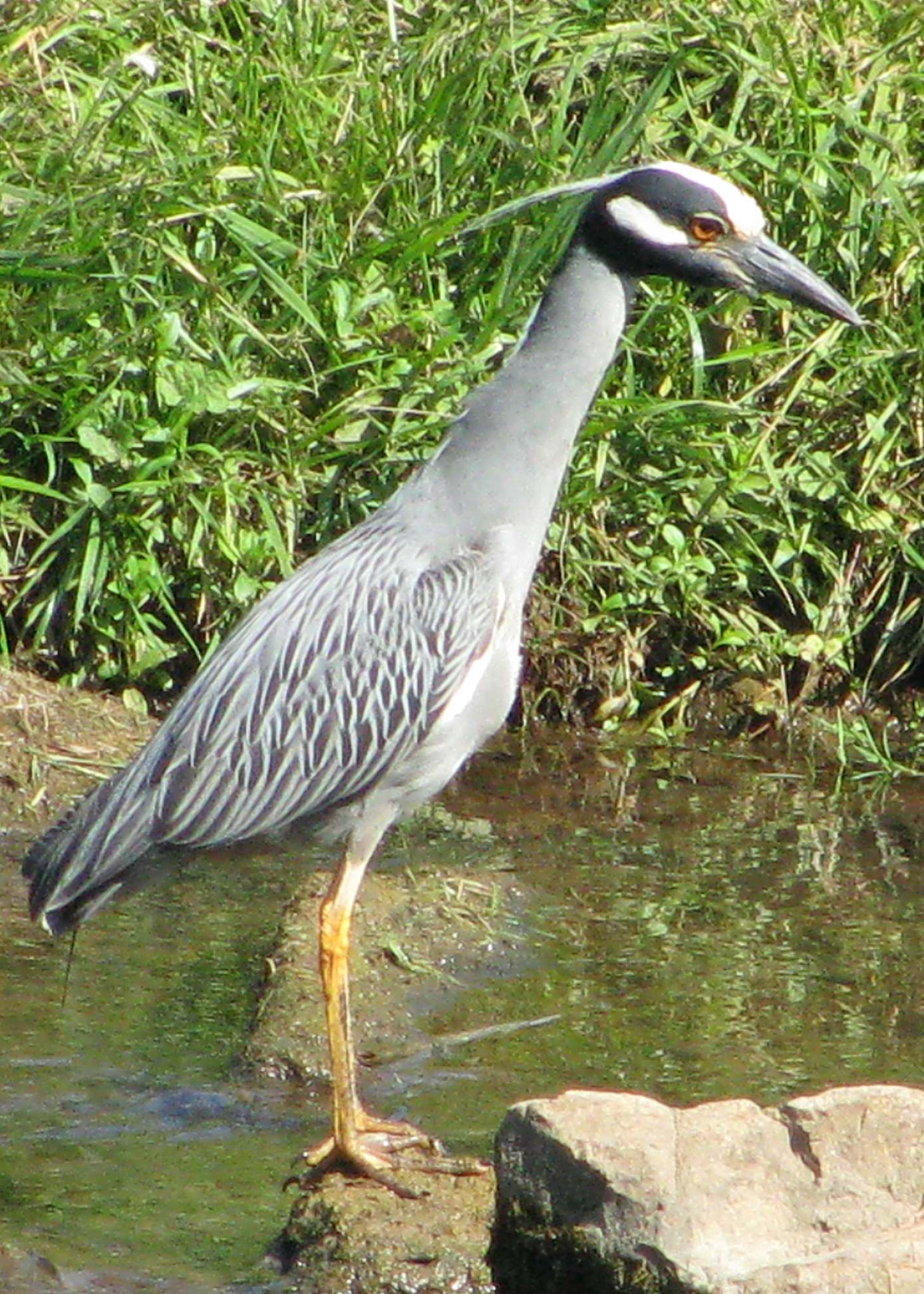 Image of Nyctanassa violacea, a species of Bird