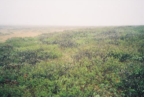 4 Gates of the Arctic National Park and Preserve Itkillik Bird Survey June 2006