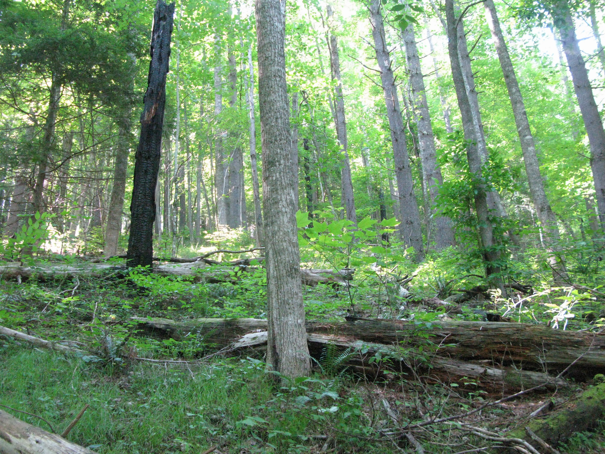 GRSM Accuracy Assessment. Plot Code: GRSM_AA_0966_6