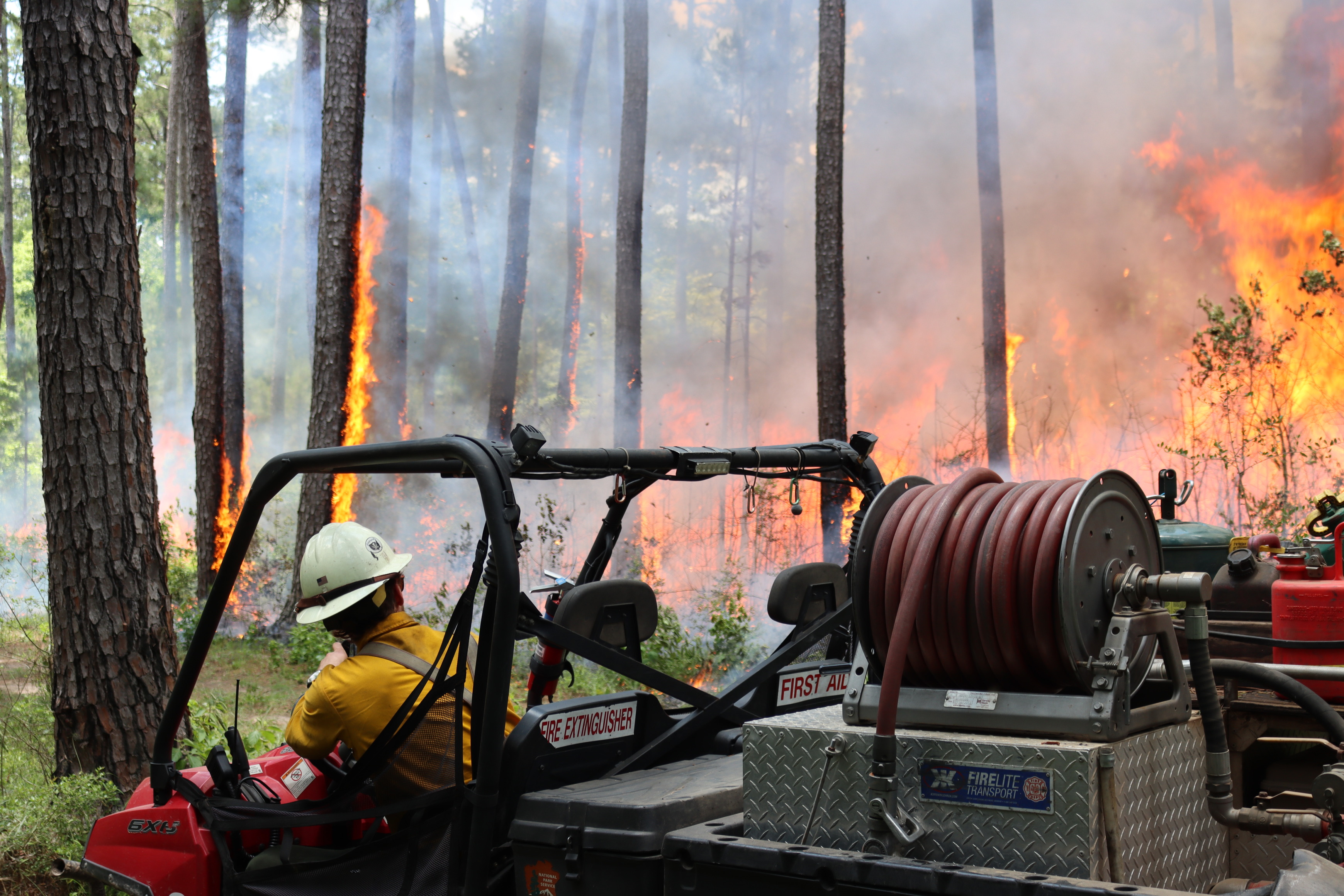 A firefighter in yellow shirt and white helmet sitting in a UTV with a red firehose attachment watching flames creep up tree trunks during a prescribed fire.