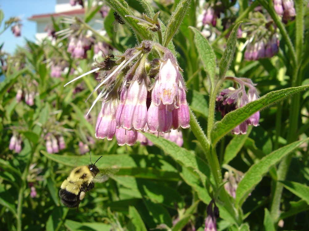 Bees play an important role in pollinating the elegant wild flowers at the Apostle Islands National Lakeshore.