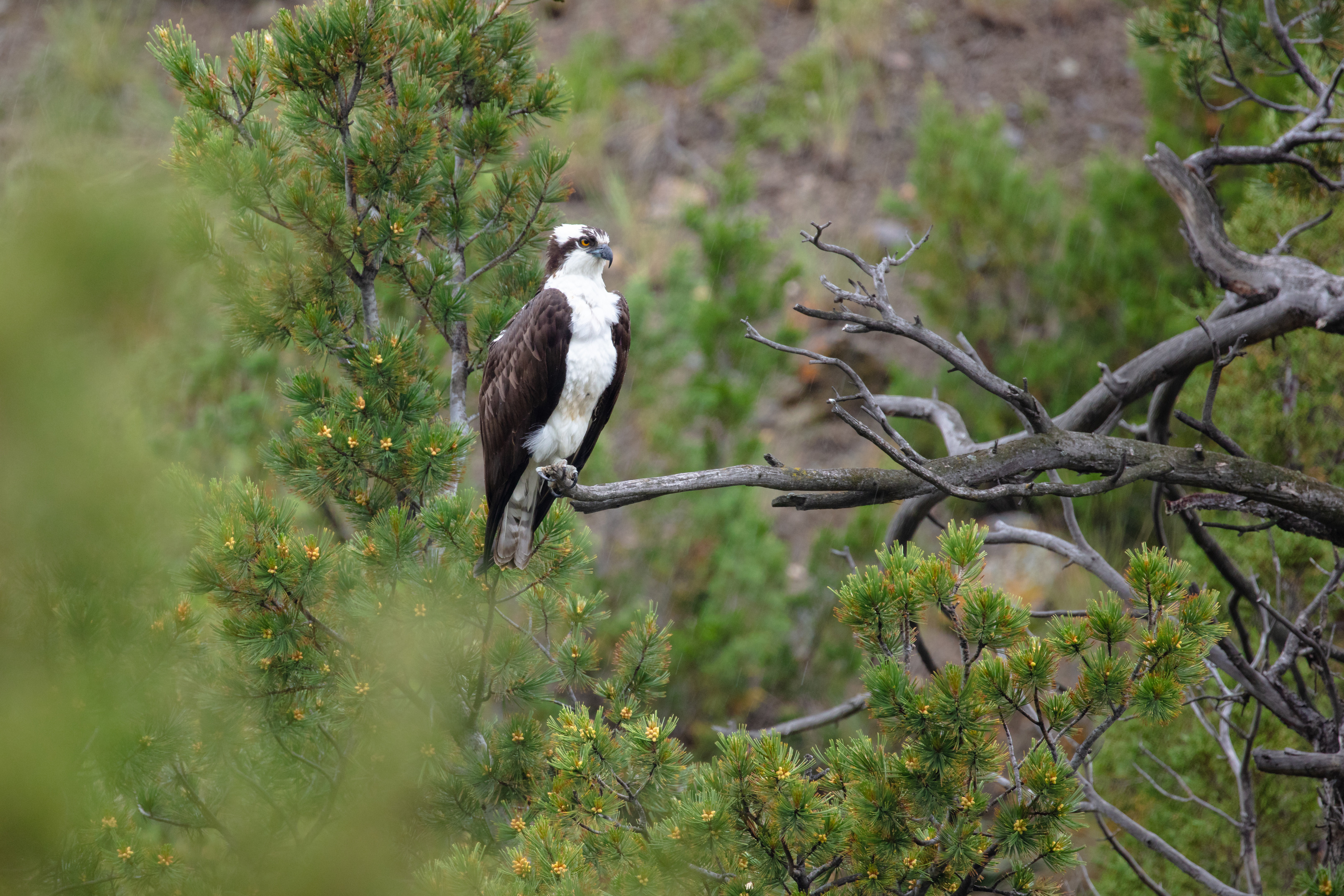 Osprey is perched on a dead limb of a tree.