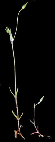 A black background, with one slim green stem reaching upward. It has two joints with additional stems branching off, with conical green growth and a slim white flower in the center. 