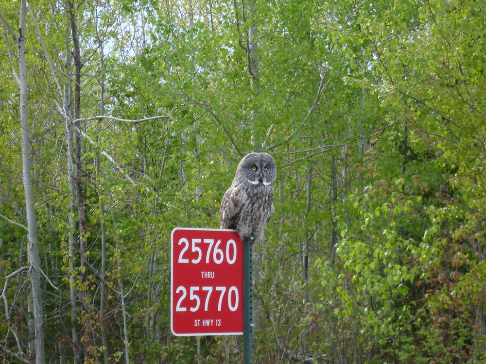 Though most owls have a reputation for being nocturnal, Great Grey owls are active during the day.