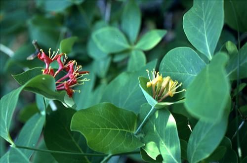 Badlands Flowers: Red, Pink, Blue
