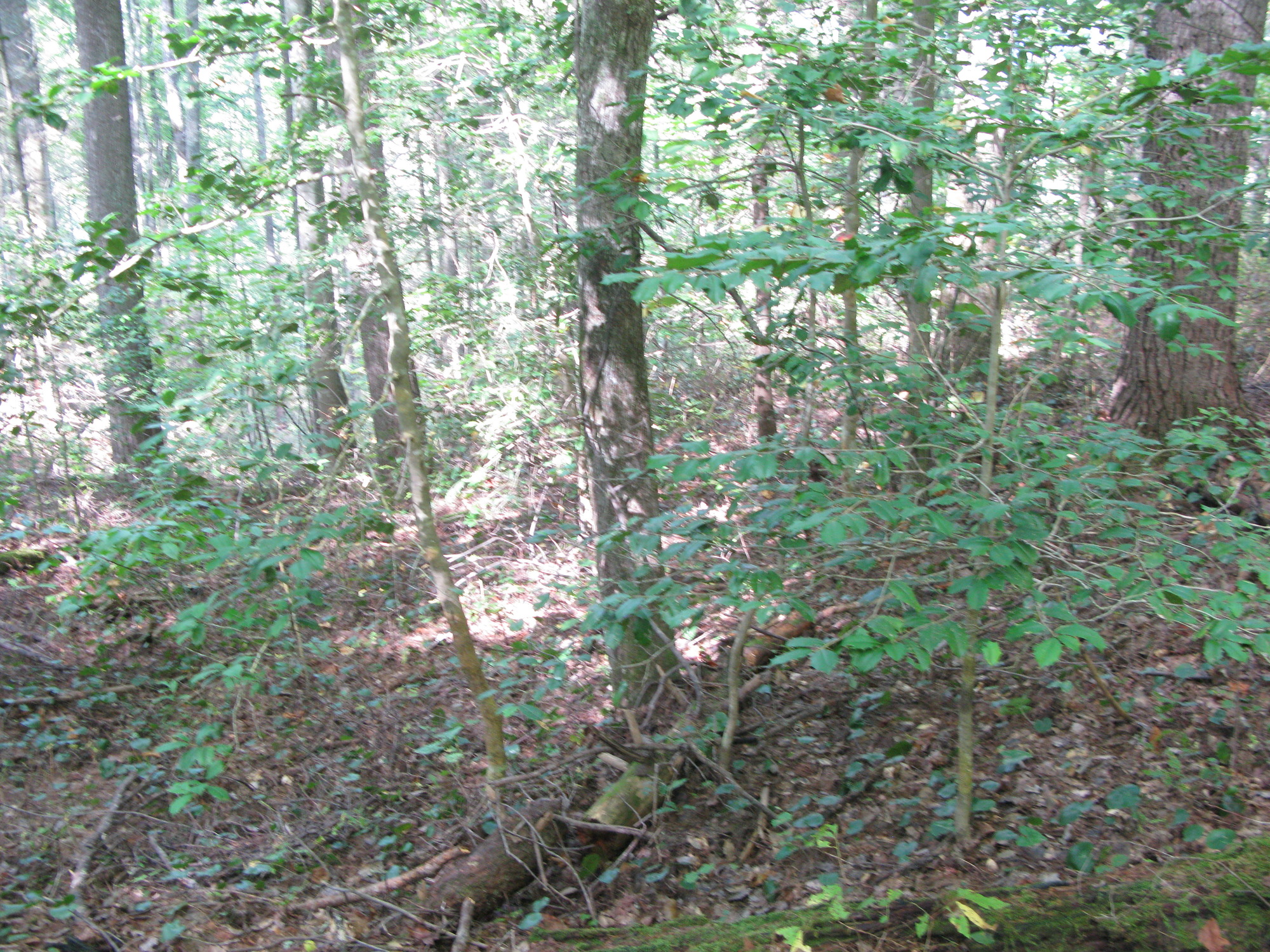 GRSM Accuracy Assessment. Plot Code: GRSM_AA_0539_2