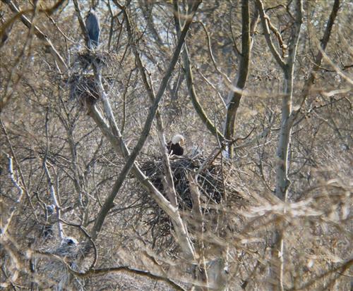 Bald eagles nesting at Pinery Narrows 1