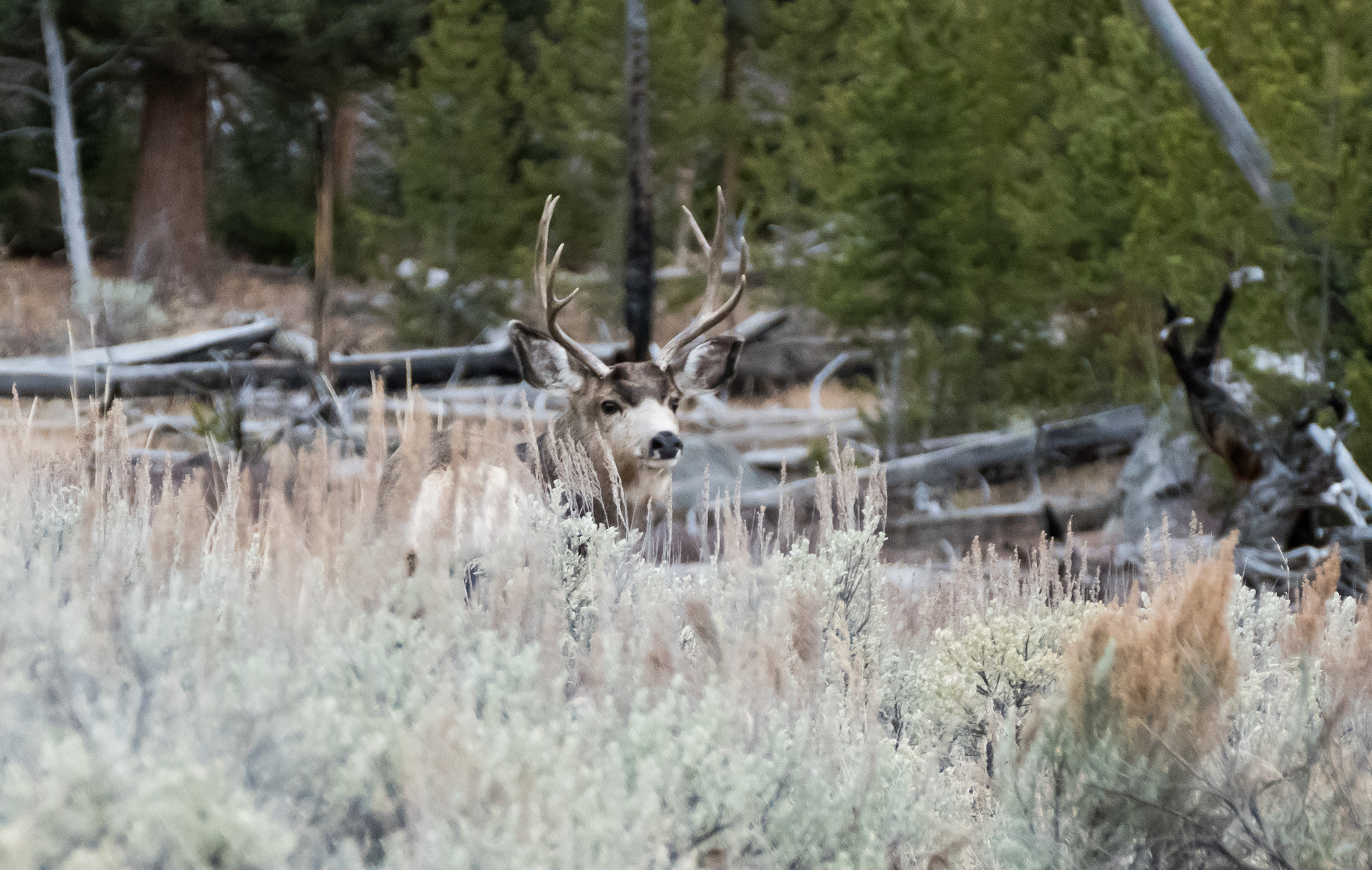 Buck is looking back at camera over sagebrush.