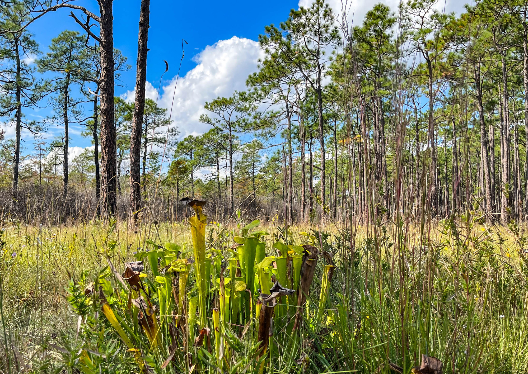 Pitcher plants in a pine forest