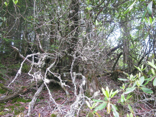 GRSM Accuracy Assessment. Plot Code: GRSM_AA_0380_2