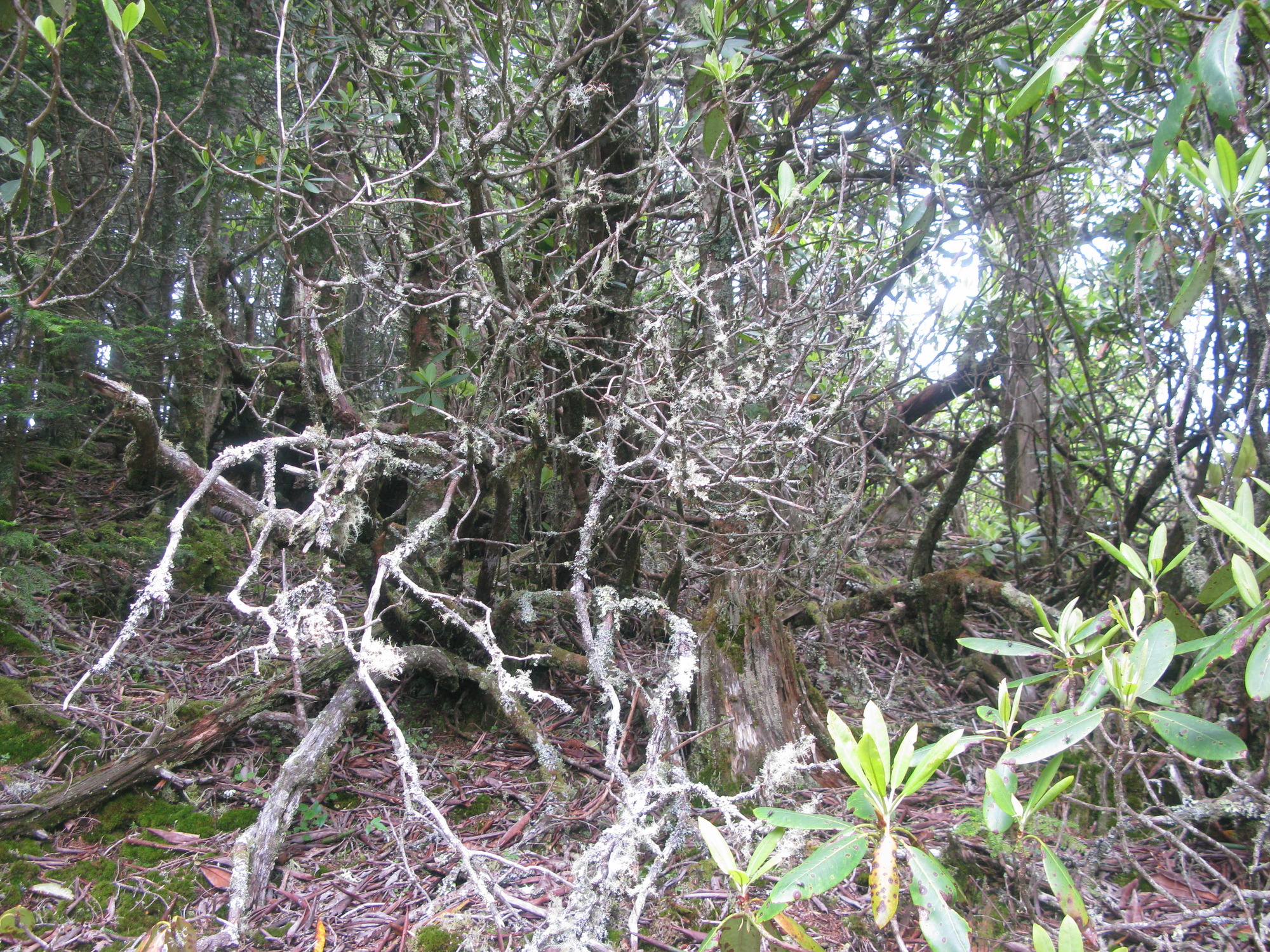 GRSM Accuracy Assessment. Plot Code: GRSM_AA_0380_2