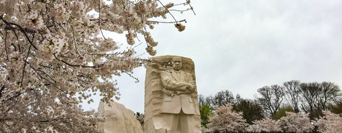 Statue of Martin Luther King, Jr. and cherry blossom trees in bloom