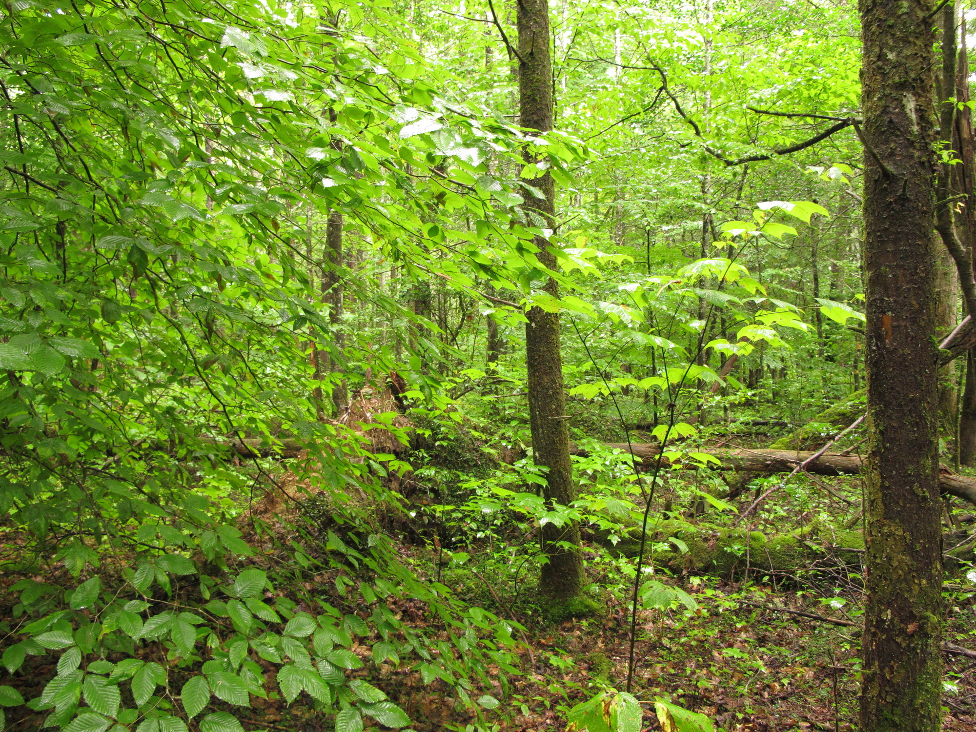 Plot Code: GRSM_AA_0574_5