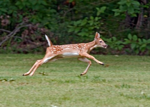 Fawn running