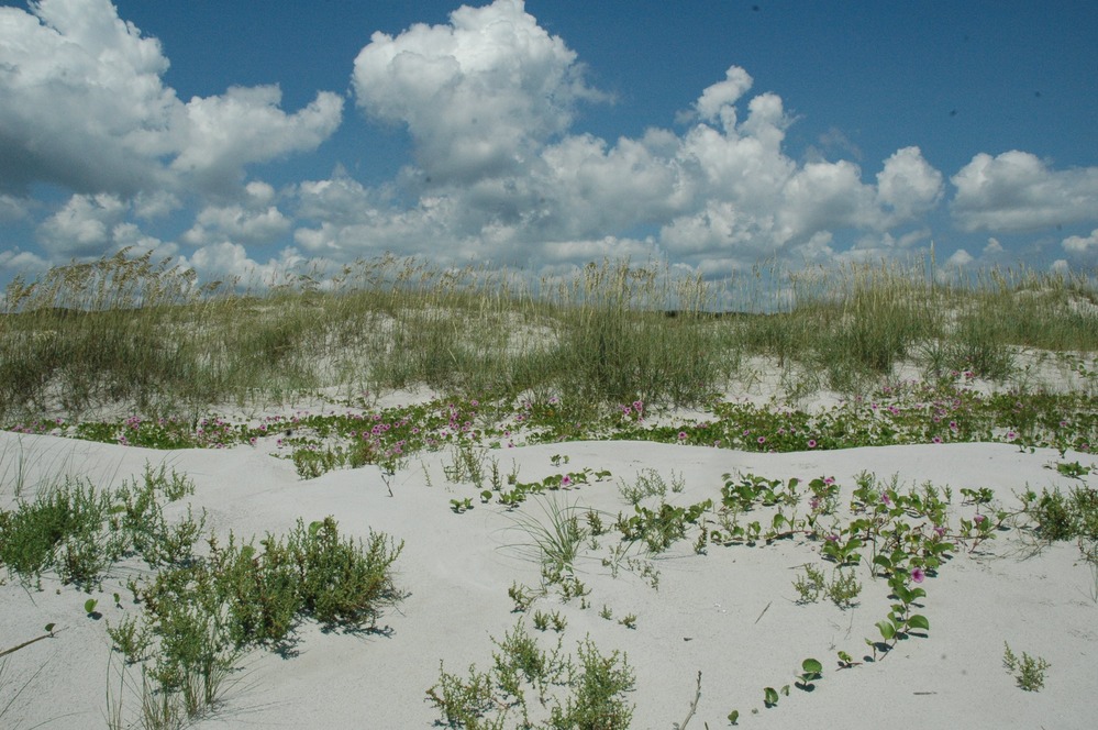 Railroad Vine on Dunes