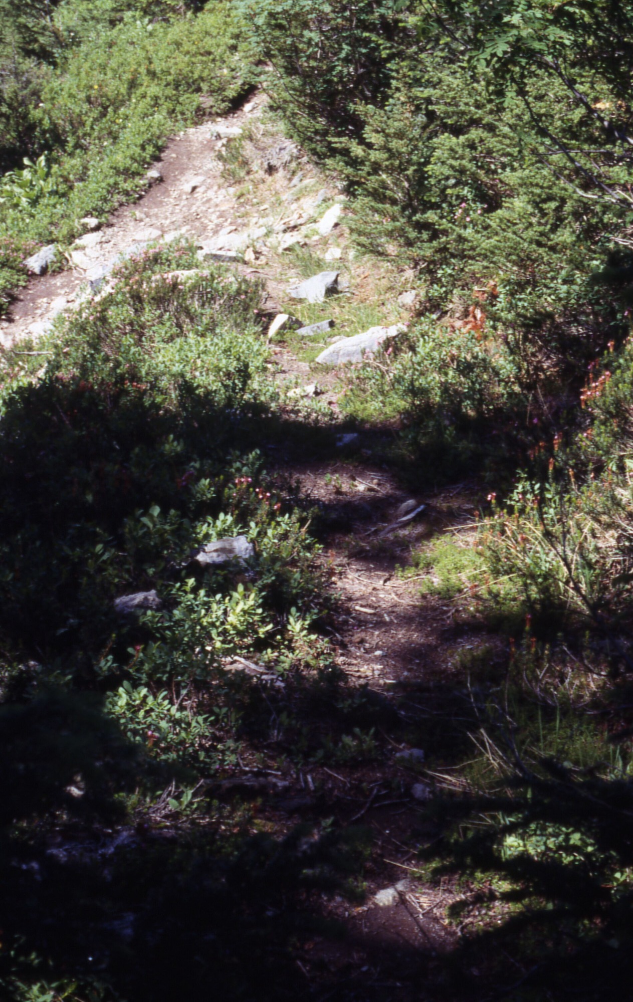 A bare strip of land studded with rocks surrounded by trees, shrubs, and wildflowers.