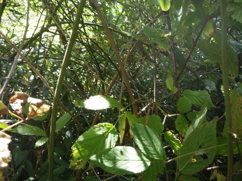 GRSM Accuracy Assessment. Plot Code: GRSM_AA_0321_5