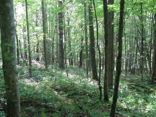 GRSM Accuracy Assessment. Plot Code: GRSM_AA_0139_6