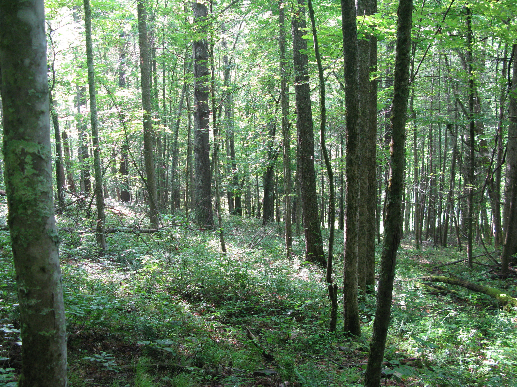 GRSM Accuracy Assessment. Plot Code: GRSM_AA_0139_6