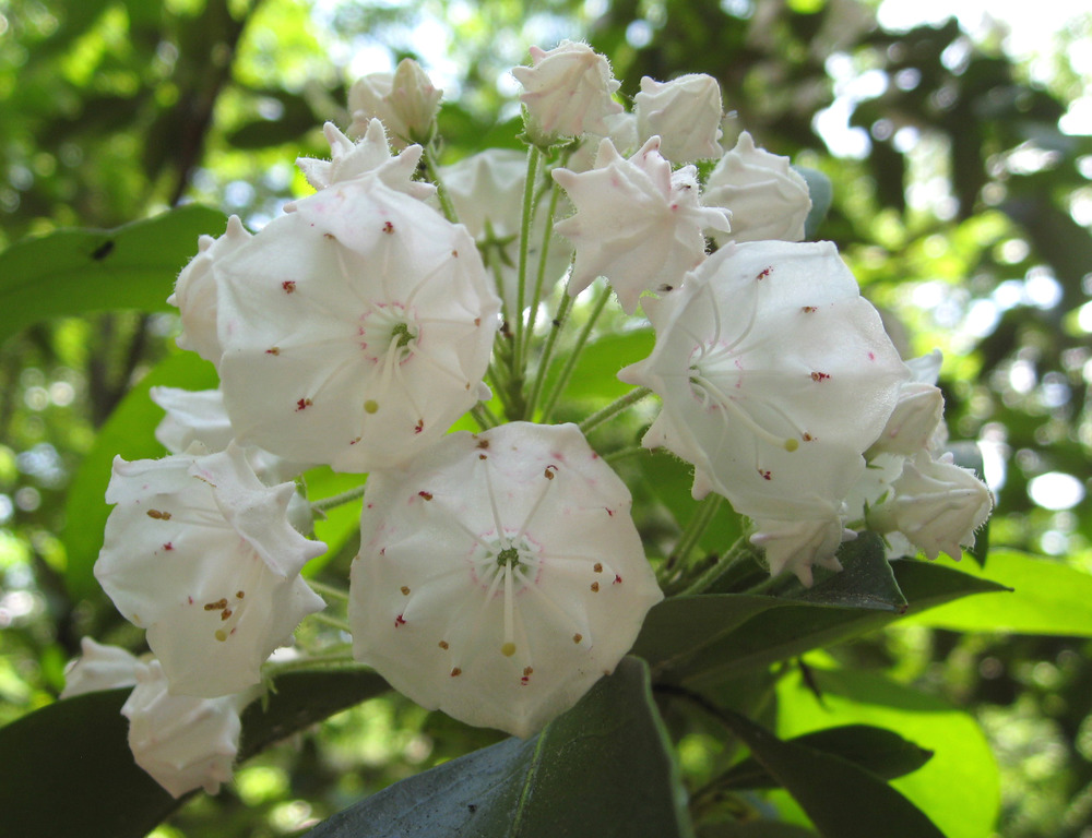 Mountain Laurel