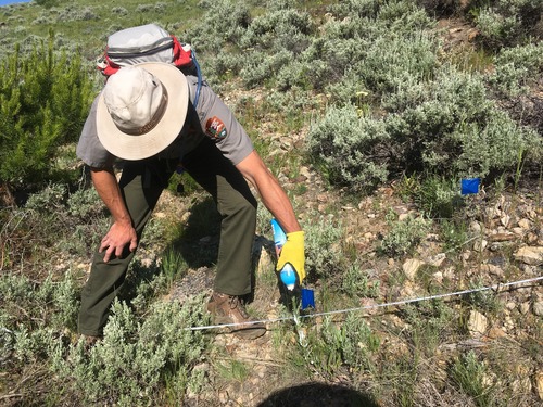 Natural resource specialist spraying Russian knapweed at Big Hole National Battlefield.