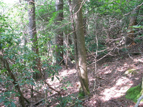 Plot Code: GRSM_AA_0357_5