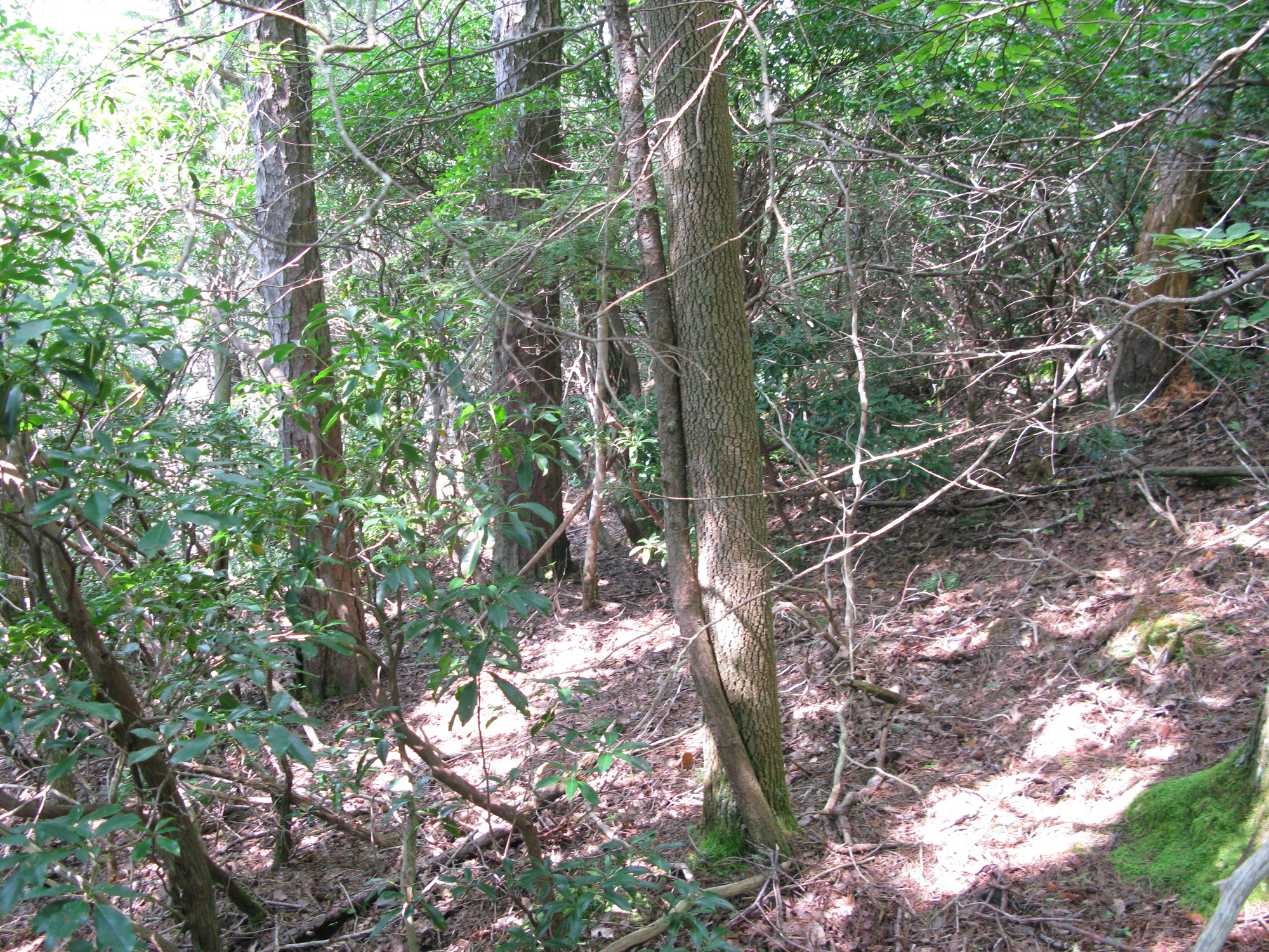 Plot Code: GRSM_AA_0357_5