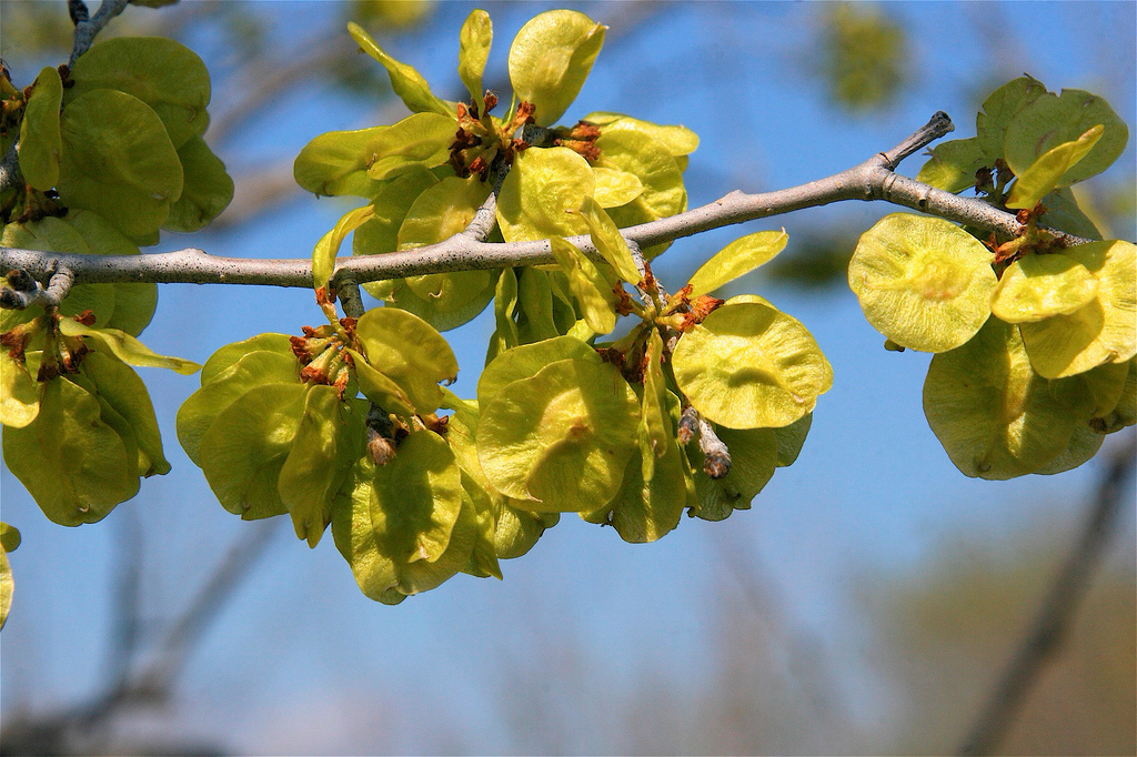 Slippery elm