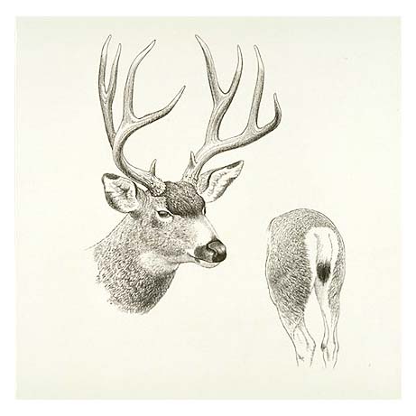 Mule deer distinctions