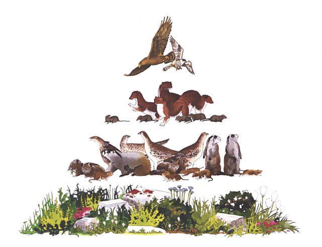 Food Chain pyramid/diagram representing a numbers pyramid for the Alpine zone of Glacier National Park