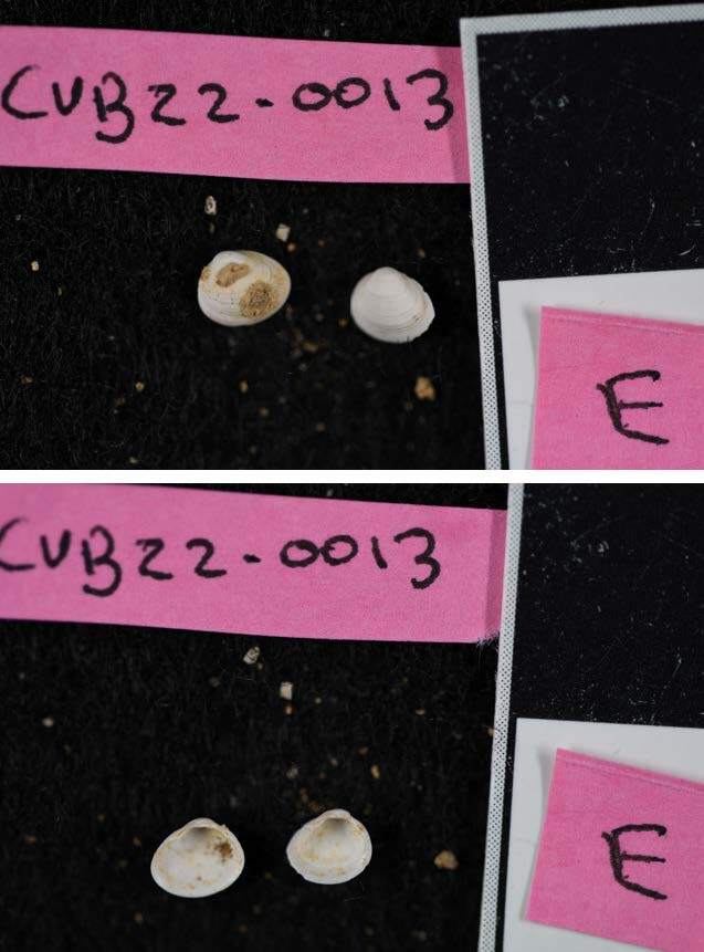 A compound figure made up of two photos of small (millimeter-scale) clam shells with concentric ridges. The upper photo shows exteriors and the lower photo shows interiors.