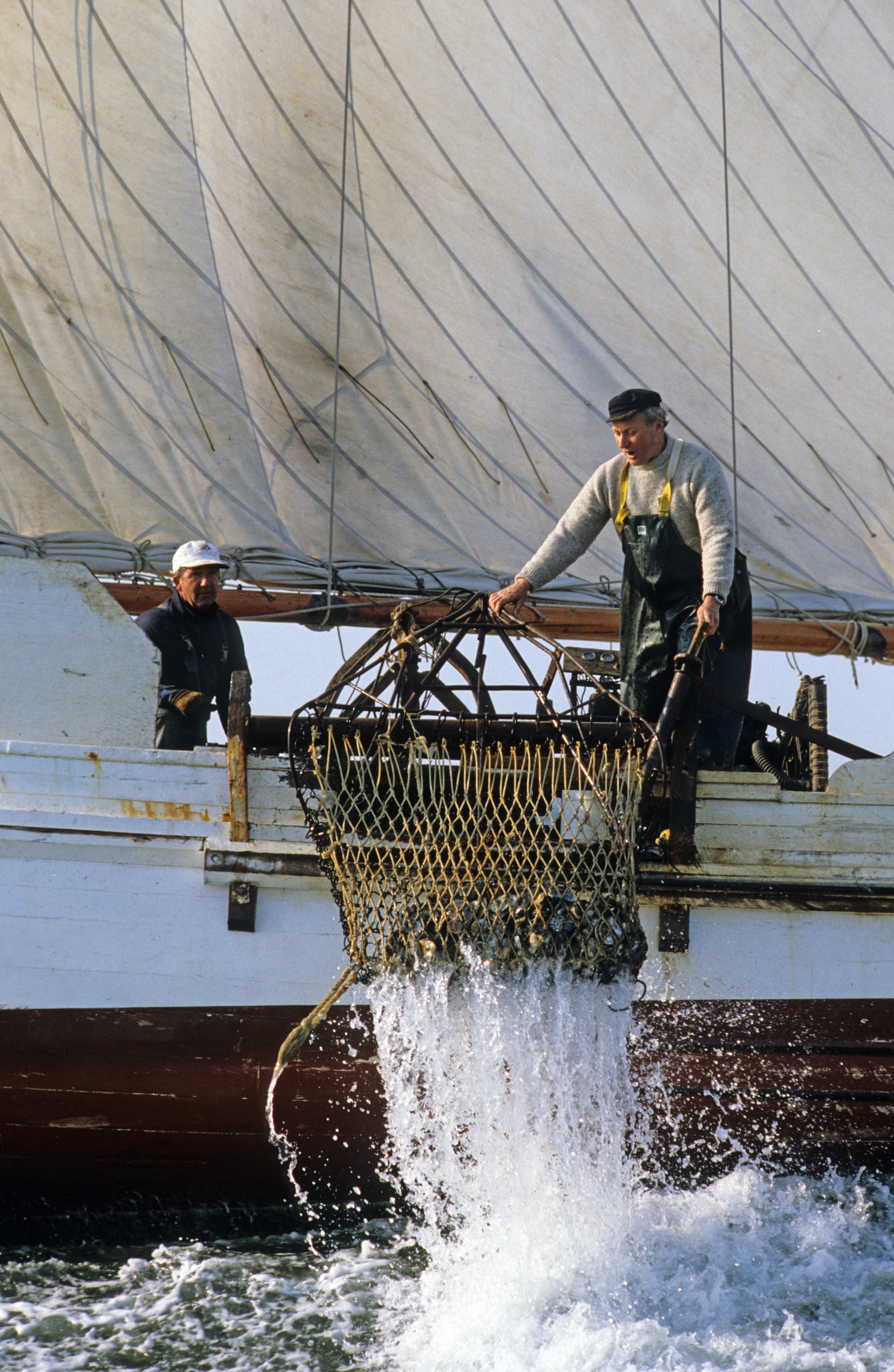 Watermen hauling a scrape net into their boat